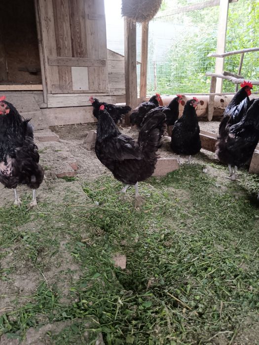 Australorp de vanzare