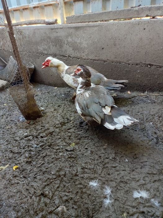 Vând rate mute lesesti