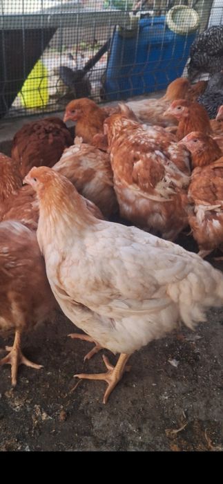 Vând puicute si cocoși din rasa de kabir