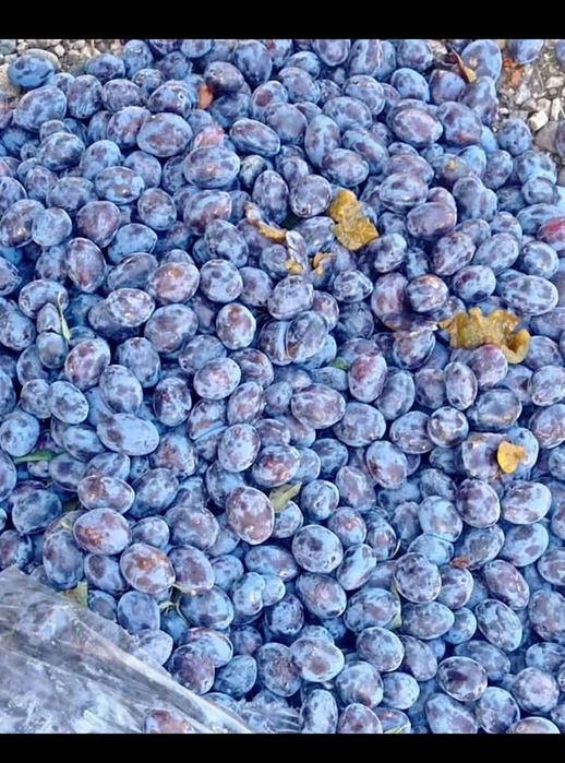Prune țuică constanta