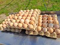 Яйца от домашни кокошки