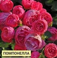 Саженцы Узбекских Роз
