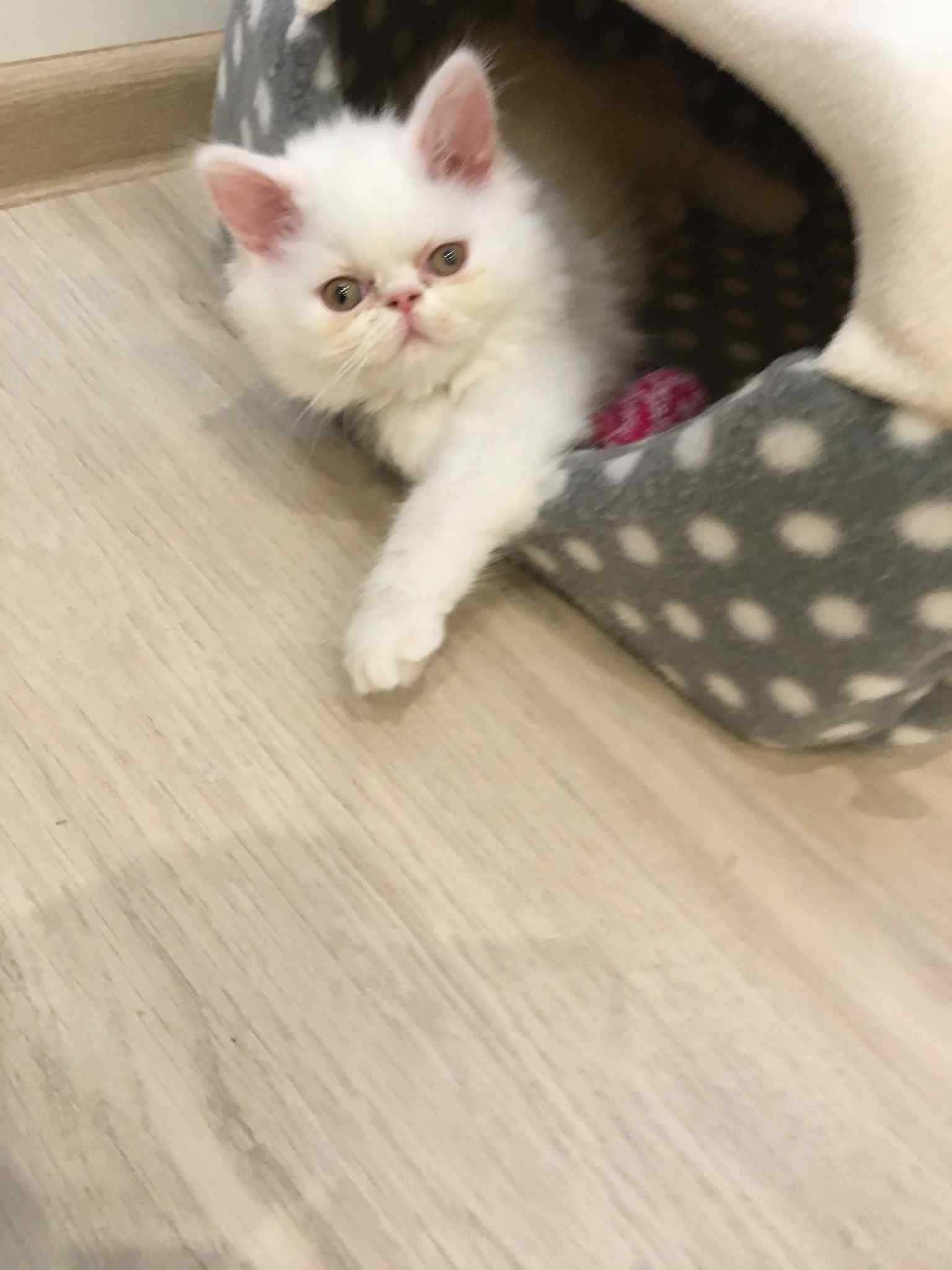 Персийски котенца