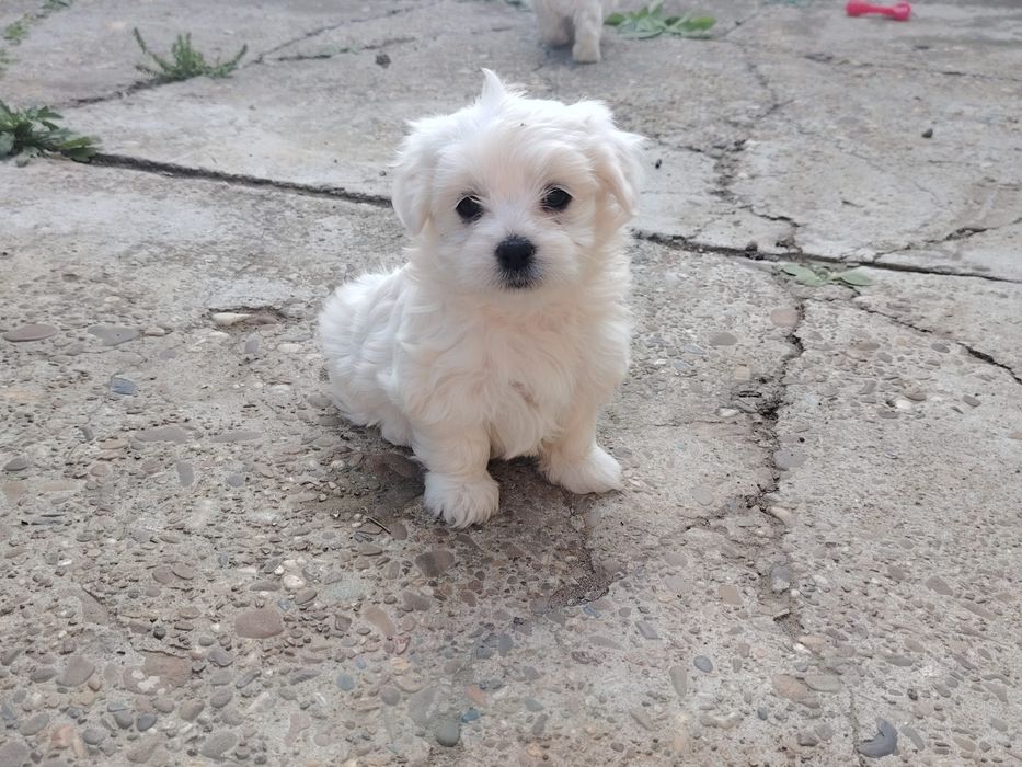 Bichon maltez talie micuta