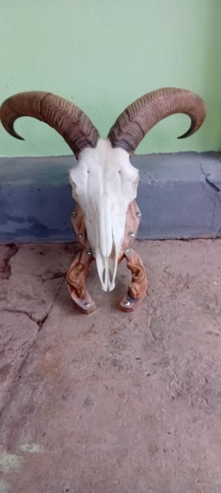 Trofeu de oae de munte