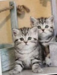 2 шотландские скотиш страйт