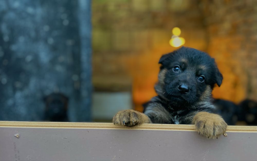 Немски Овчарки малки