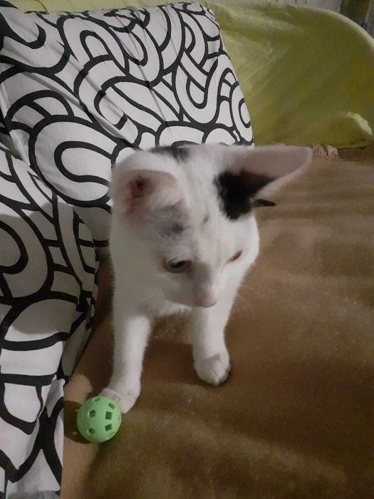 Adoptie motan varsta 4 luni