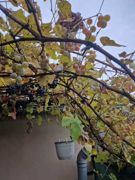 Vand struguri negri pentru vin