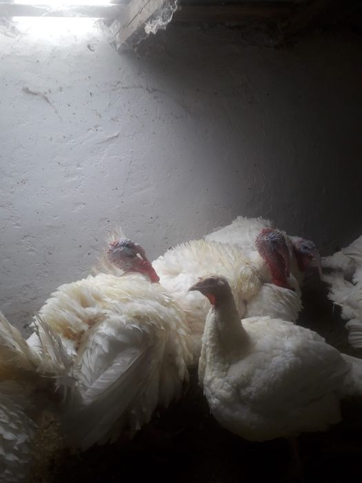 Curcani si curci porumbaci si albi