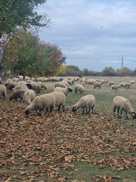 Vând 350 de oi țigăi și țurcane