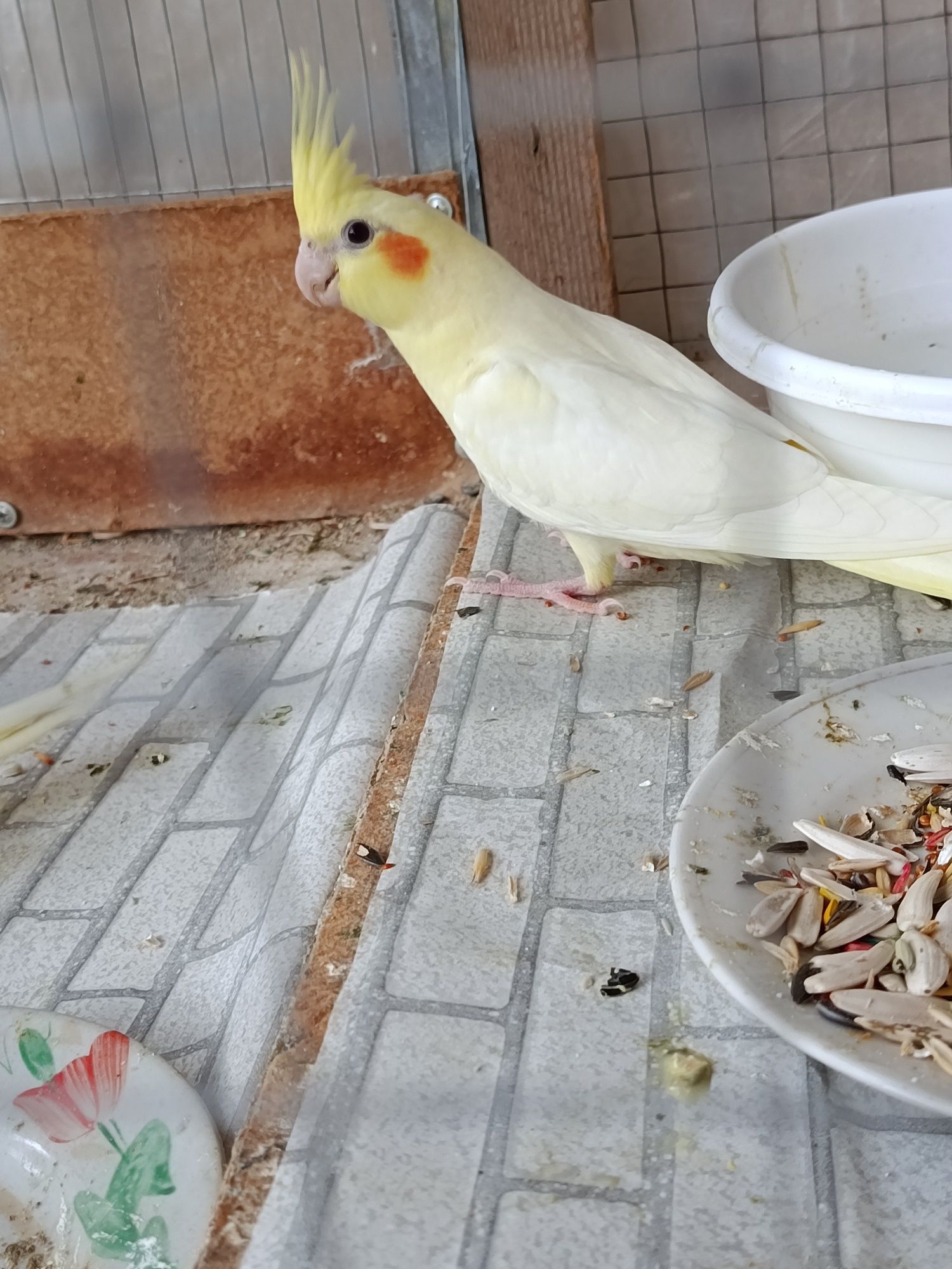 6 ta papugay karella qafas sotiladi billa