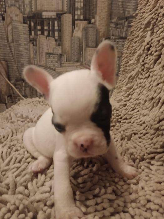 Французкий бульдог девочка