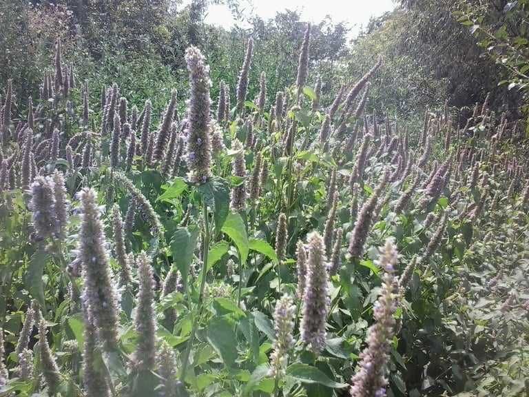 ЛОФАНТ  чай-билка,  семена и мед