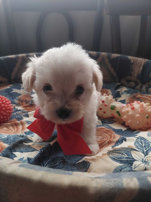 Bichon havanez(părinti cu pedigree)