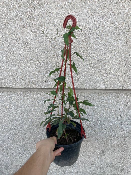 Актинидия киви