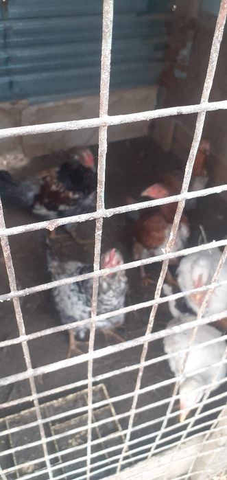 Домашний куры и петухи