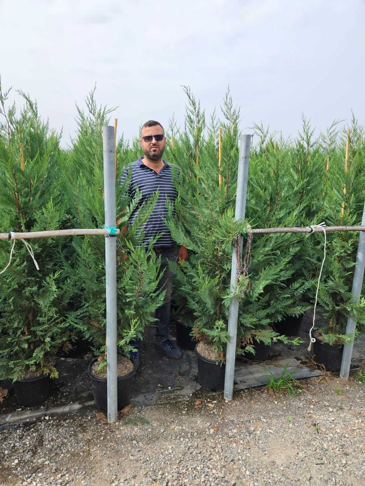 Cupressocyparis Leylandii – Eleganță și Rezistență