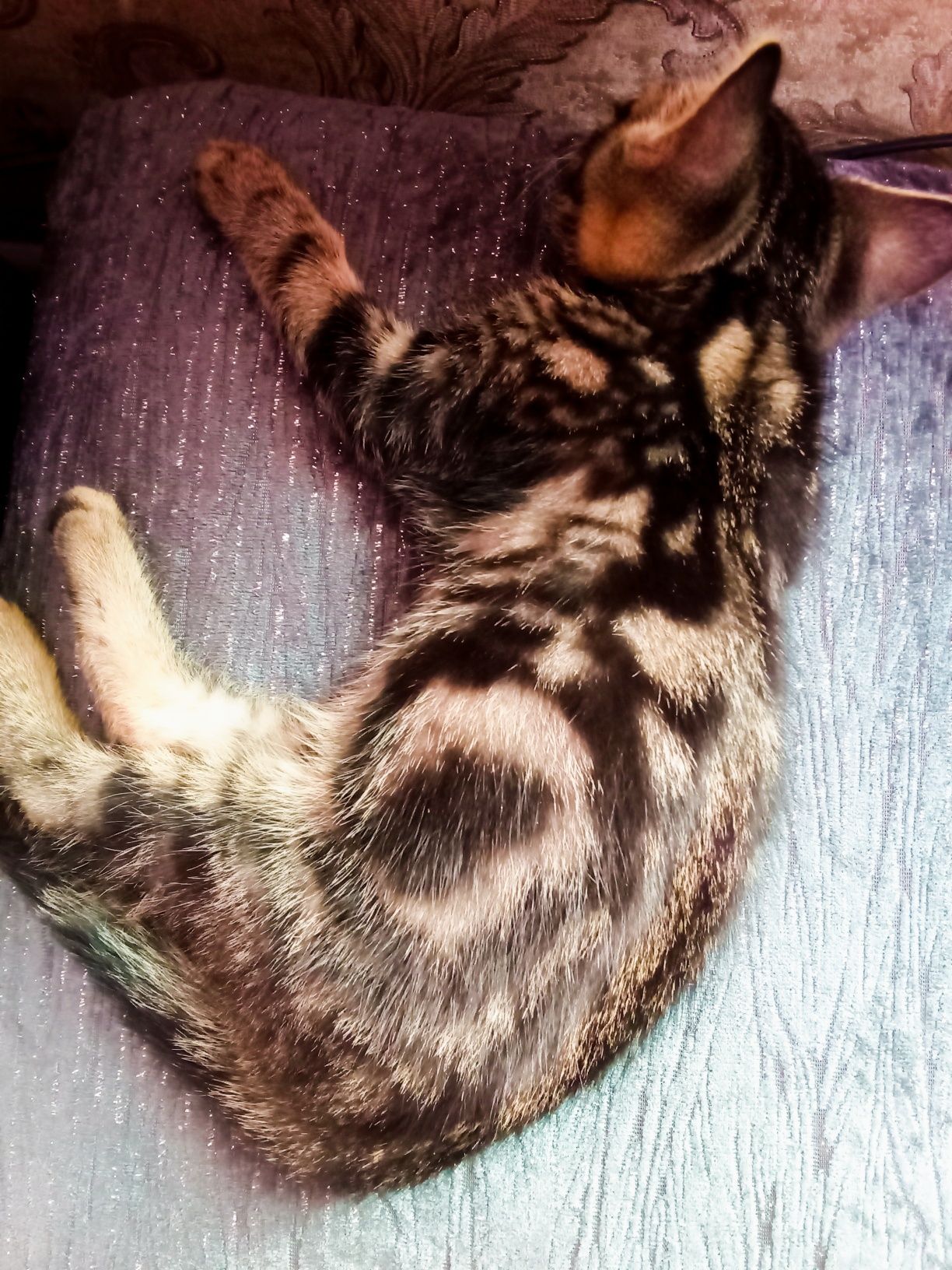 Отдам даром котенка