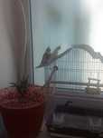 2 Ninfe .Pret 490 lei negociabil