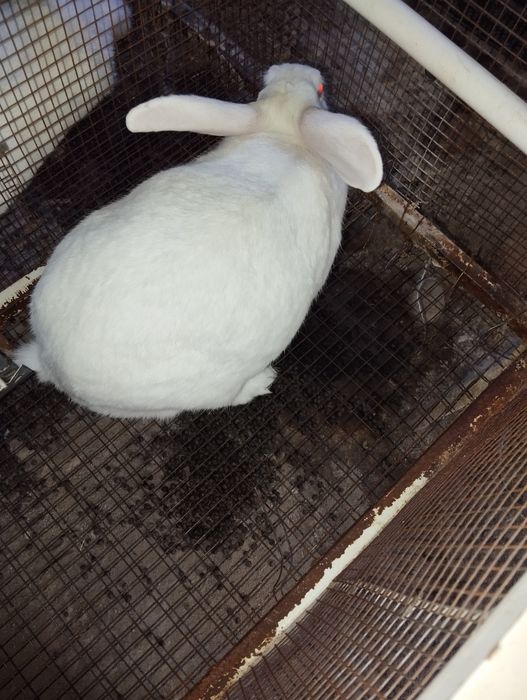 Сотилади гуштга куенлар  халол