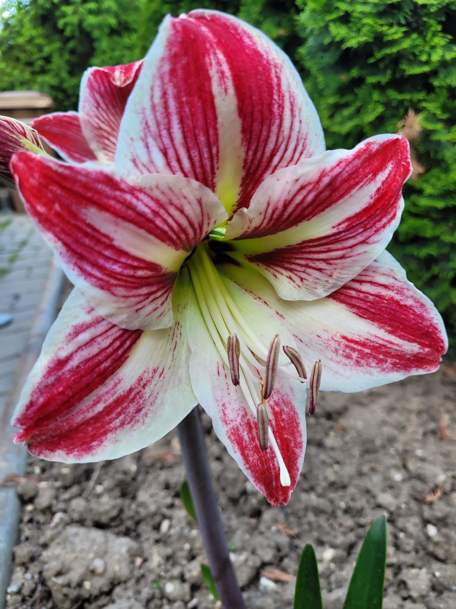 Flori și bulbi Amaryllis