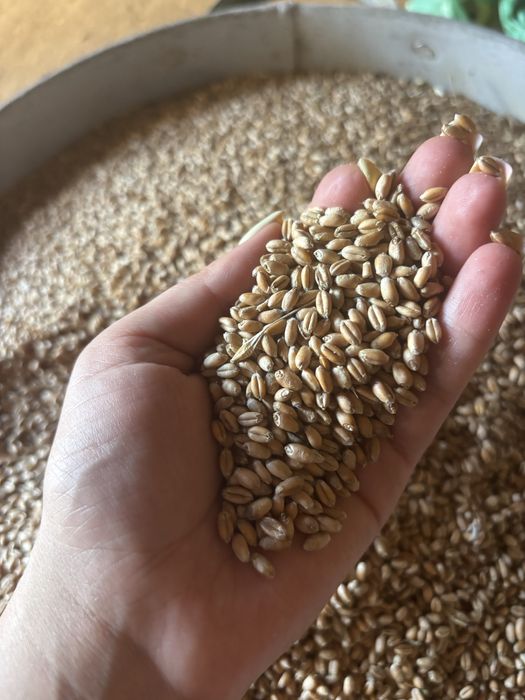 Vând grâu 1,2 lei per kg