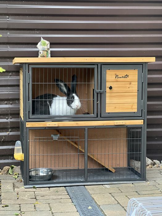 cusca iepuri - animale de companie