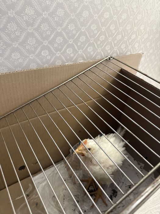 Отдам цыпленка  бройлера( петушок)