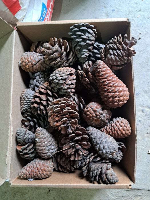 Шишки сосновые, 55 штук,  Шымкент