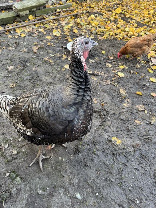 Vand 2 curci crescute natural