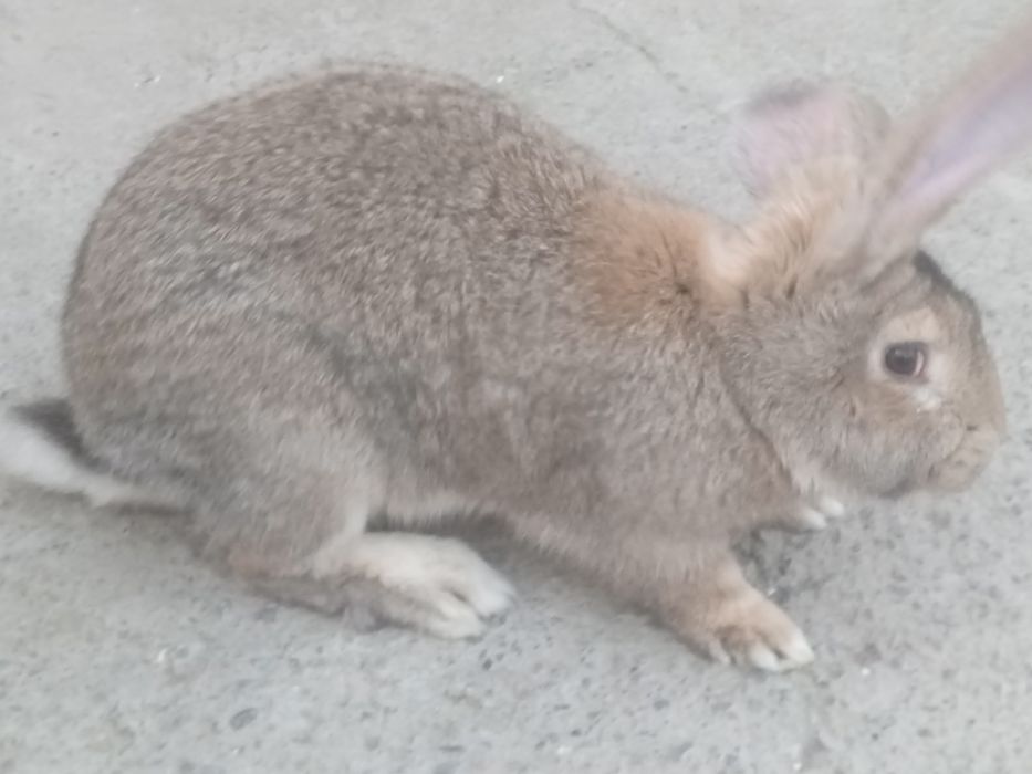 Куен сотилади фландер