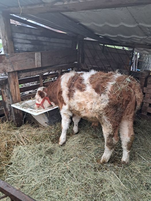 Vand vitel cu varsta de 4,5 luni