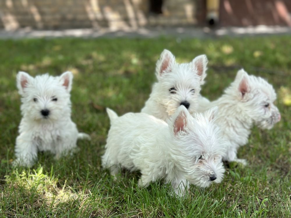 Уести / West Highland Terrier