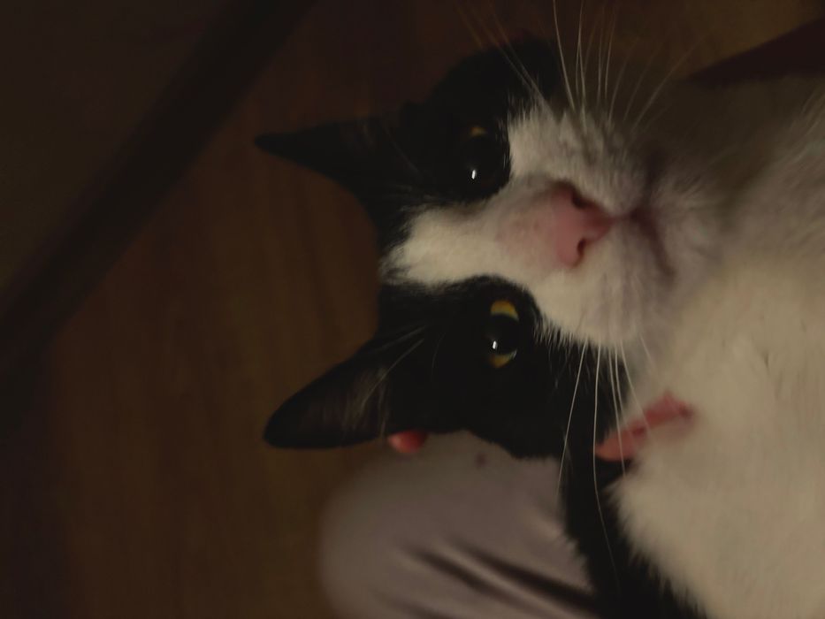 Pisicuta disponibila pentru adoptie