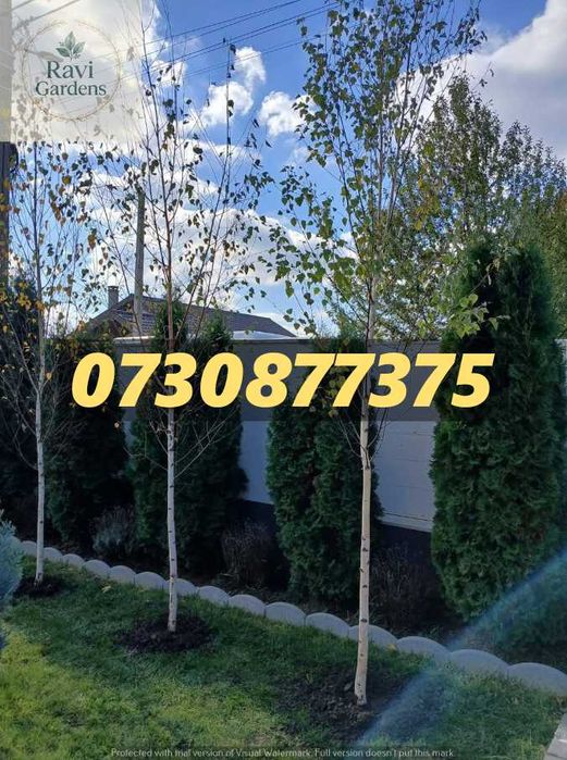 Arbori Foioși (3-5m+) • Mesteacan • Tei, Platan