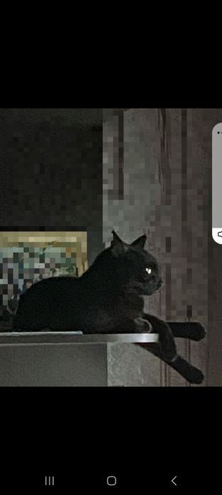 Чёрный кот большой