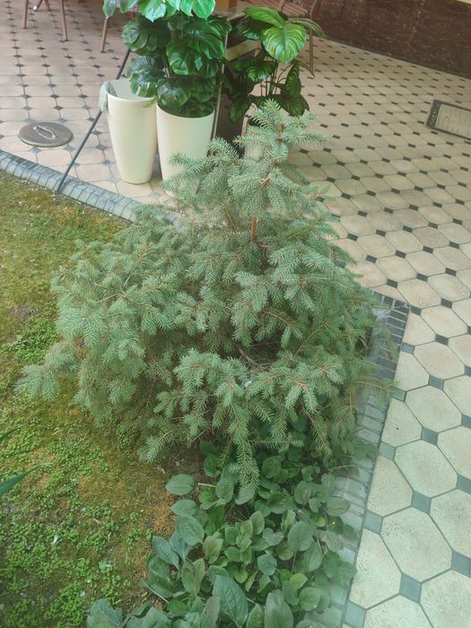 Голубая ель ку́к арча