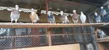 Porumbei birmigam