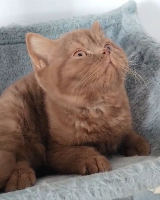 British cinnamon boy