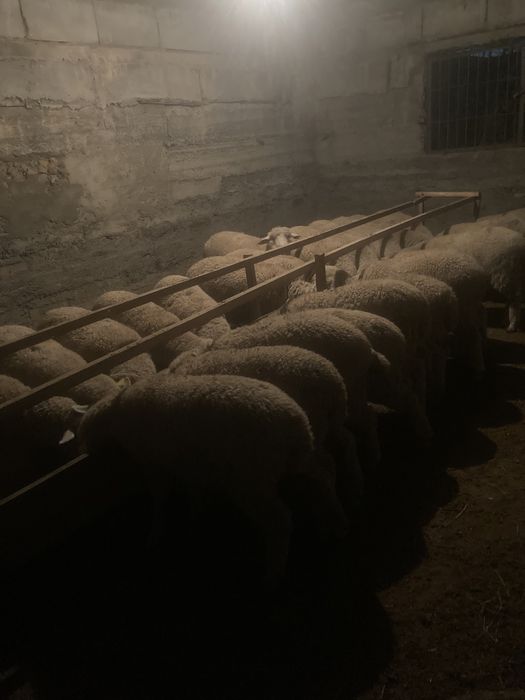 Семіз тоқтылар сатылады жемде тұрған