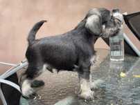 schnauzer pitic cu pedigree emis