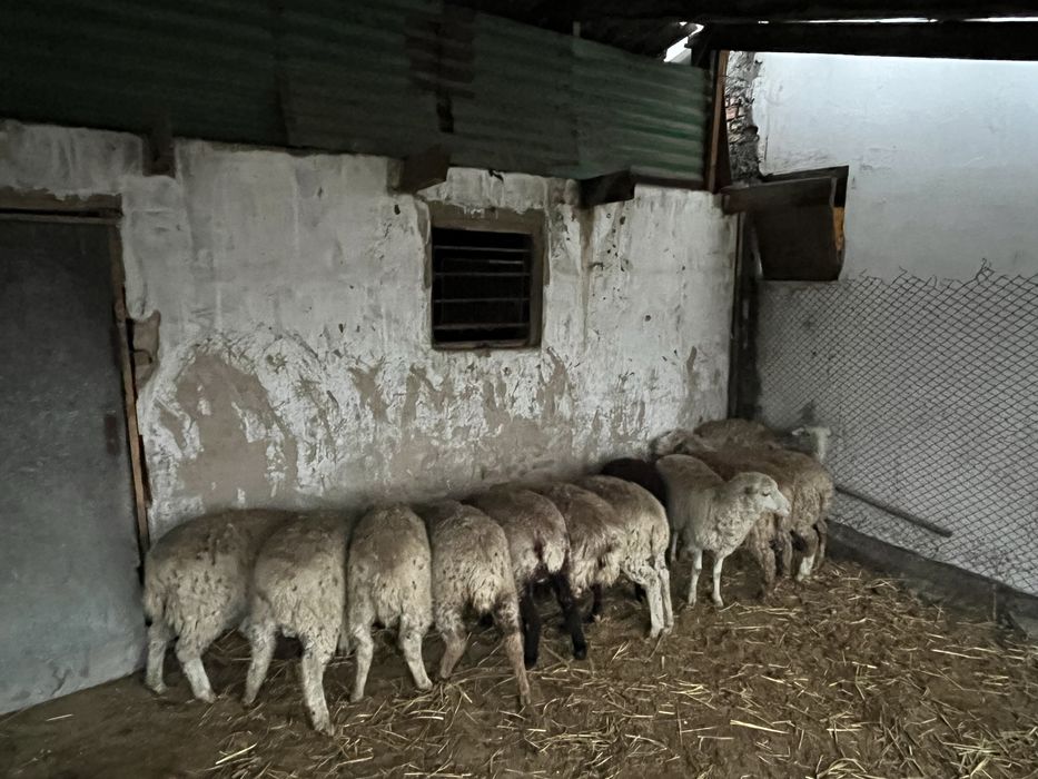 Бараны Тоқты қой