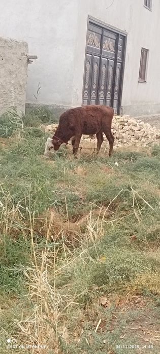 Ona bola sigir sotiladi