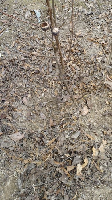 Archa bor koʻchatlar