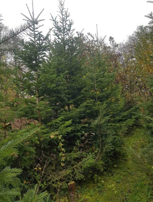 Brazi pentru nunti si diferite evenimente !