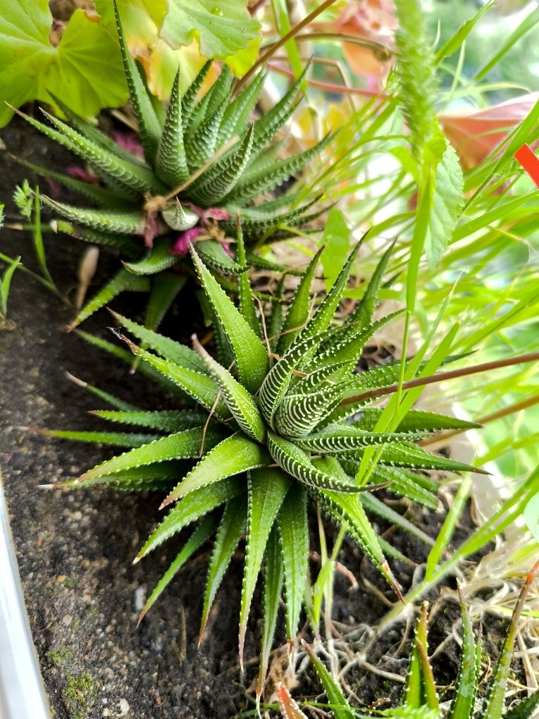 Хавортия - Haworthiopsis attenuata