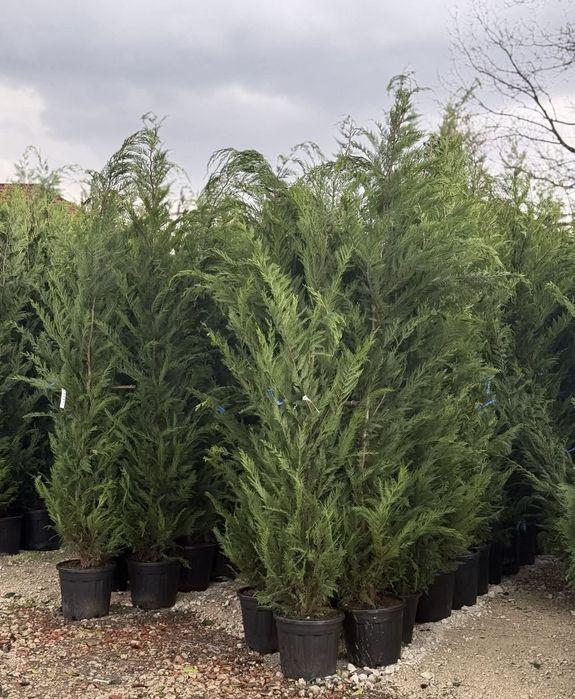 Cupressus leylandii 2.5m - 3m gard viu, super oferta. Calitate premium