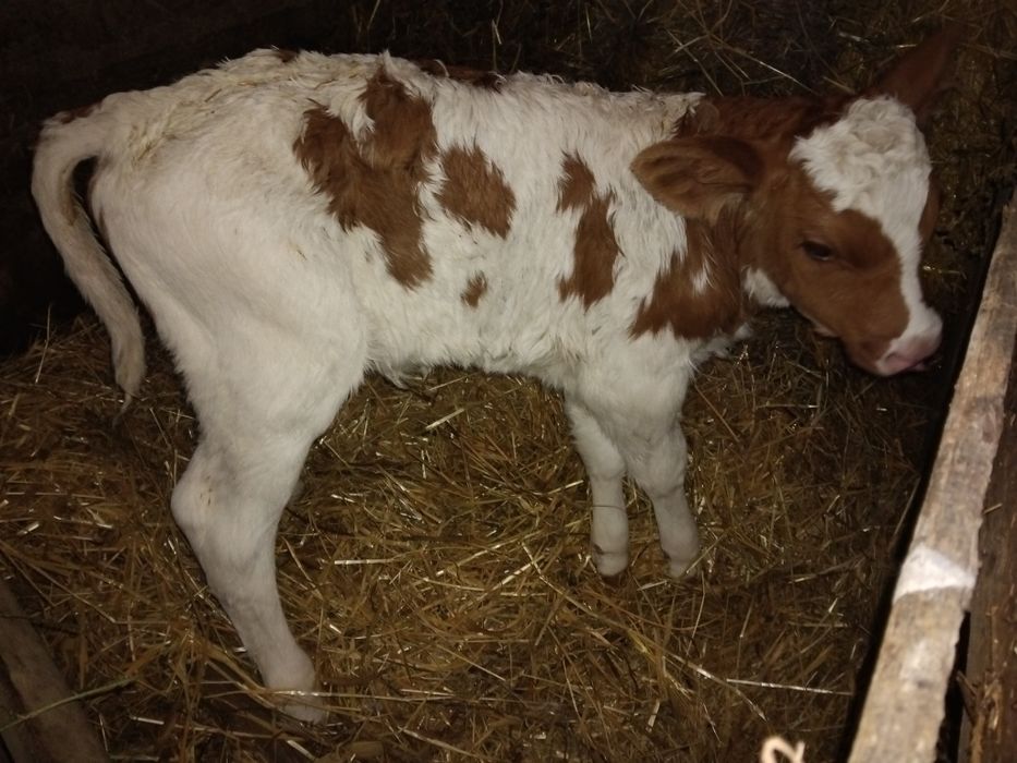 Vand doua vitele foarte frumoase