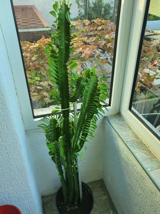 Кактус Euphorbia голям